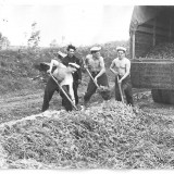 Заготовка кормов СМО 1964-68